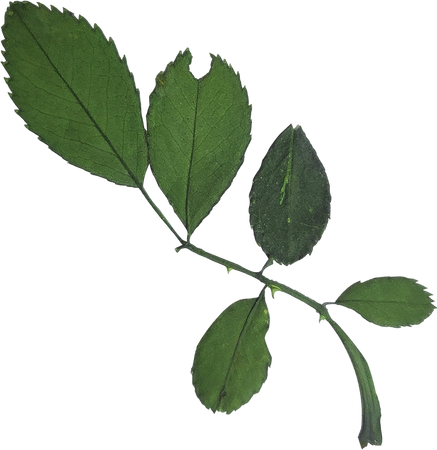 Dried and Pressed Leaves